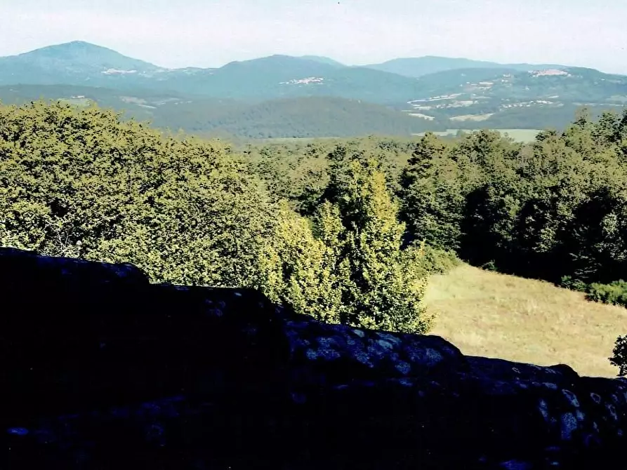 Immagine 7 di Casa colonica in vendita  a Monticiano