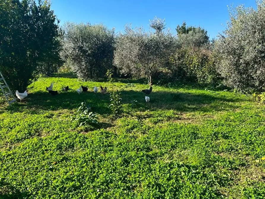 Immagine 4 di Terreno agricolo in vendita  a Pisa