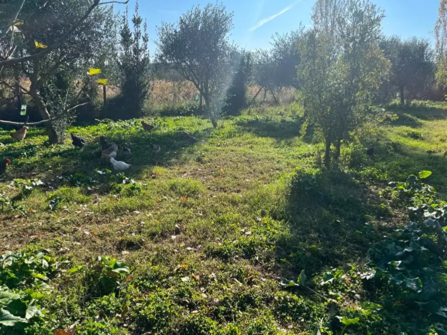 Immagine 5 di Terreno agricolo in vendita  a Pisa