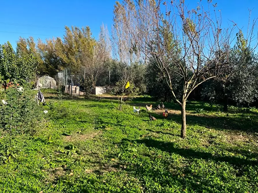 Immagine 1 di Terreno agricolo in vendita  a Pisa