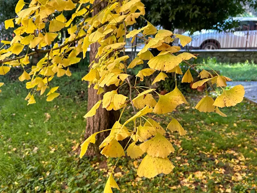 Immagine 9 di Casa bifamiliare in vendita  a Rapolano Terme