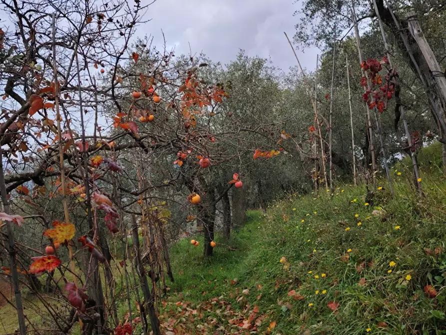 Immagine 6 di Terreno residenziale in vendita  a Arcola