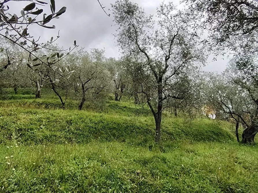 Immagine 8 di Terreno residenziale in vendita  a Arcola