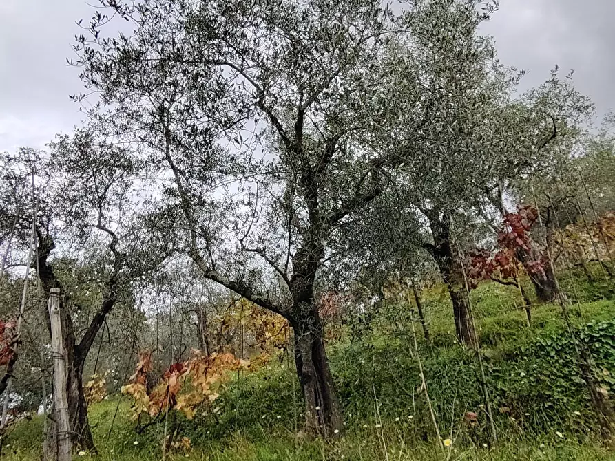 Immagine 7 di Terreno residenziale in vendita  a Arcola