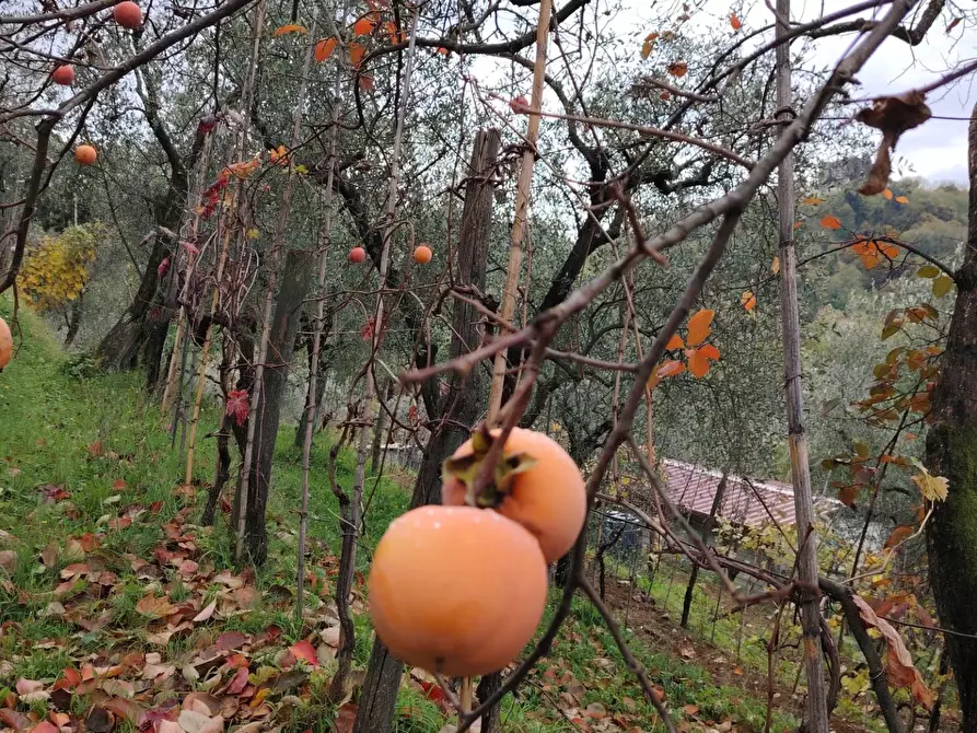 Immagine 4 di Terreno residenziale in vendita  a Arcola
