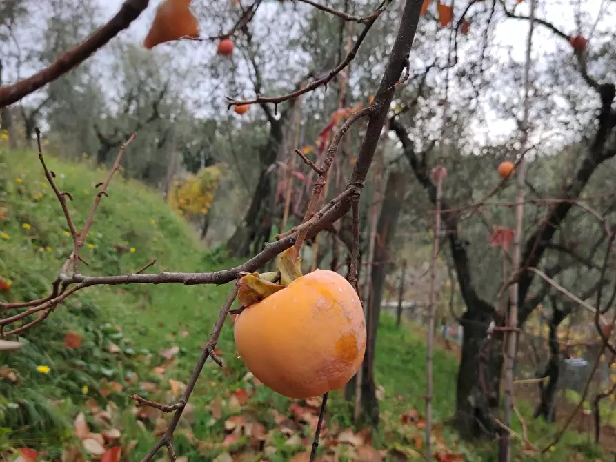 Immagine 5 di Terreno residenziale in vendita  a Arcola