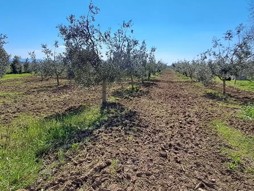 Immagine 26 di Casa colonica in vendita  a Bibbona