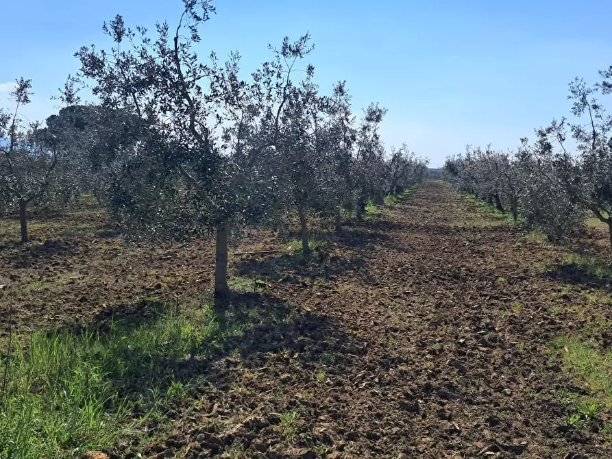 Immagine 28 di Casa colonica in vendita  a Bibbona