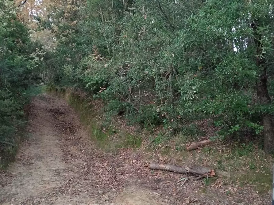 terreno agricolo in vendita a Collesalvetti