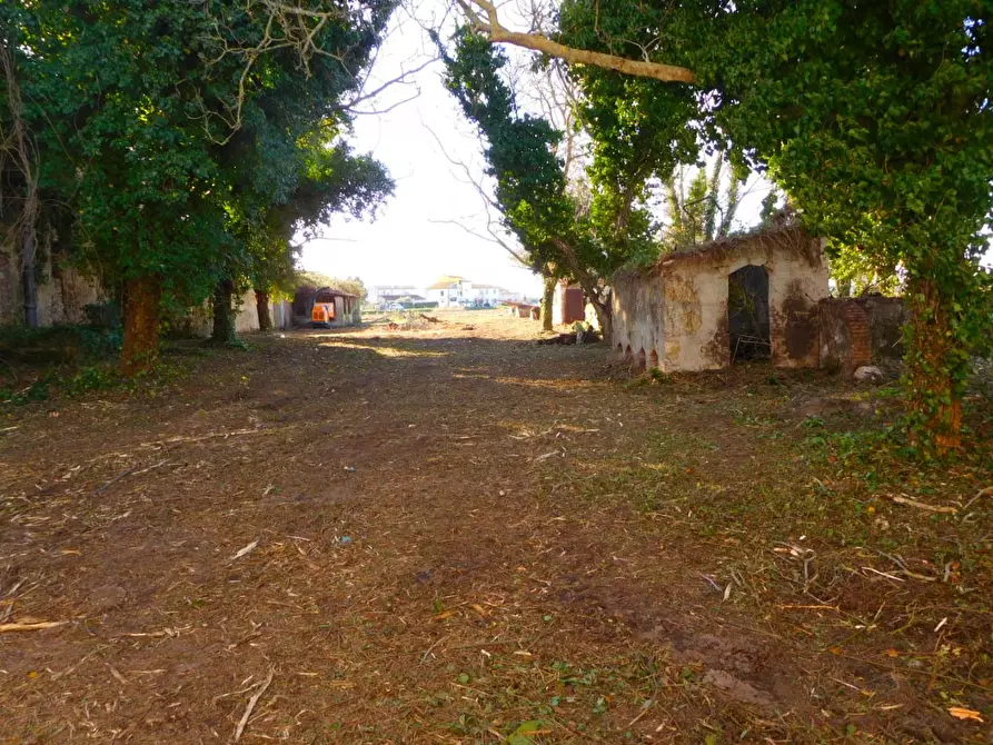 Immagine 6 di Casa colonica in vendita  a Vecchiano