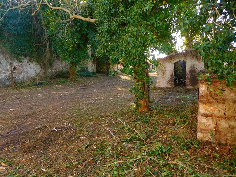 Immagine 8 di Casa colonica in vendita  a Vecchiano