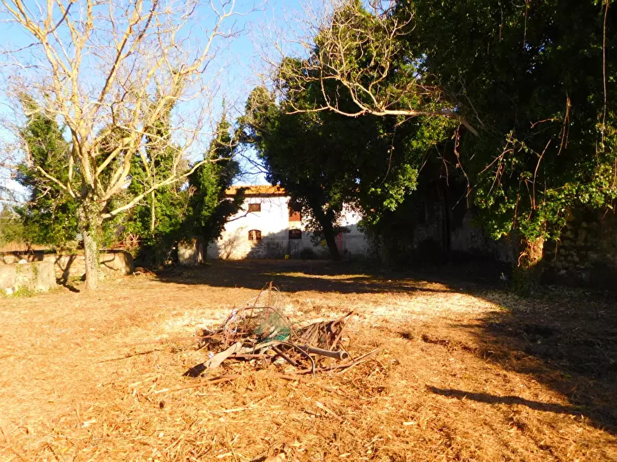 Immagine 7 di Casa colonica in vendita  a Vecchiano