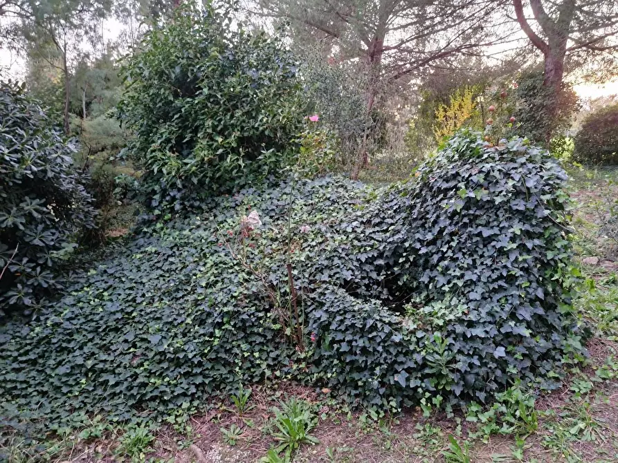 Immagine 41 di Porzione di casa in vendita  a Piombino