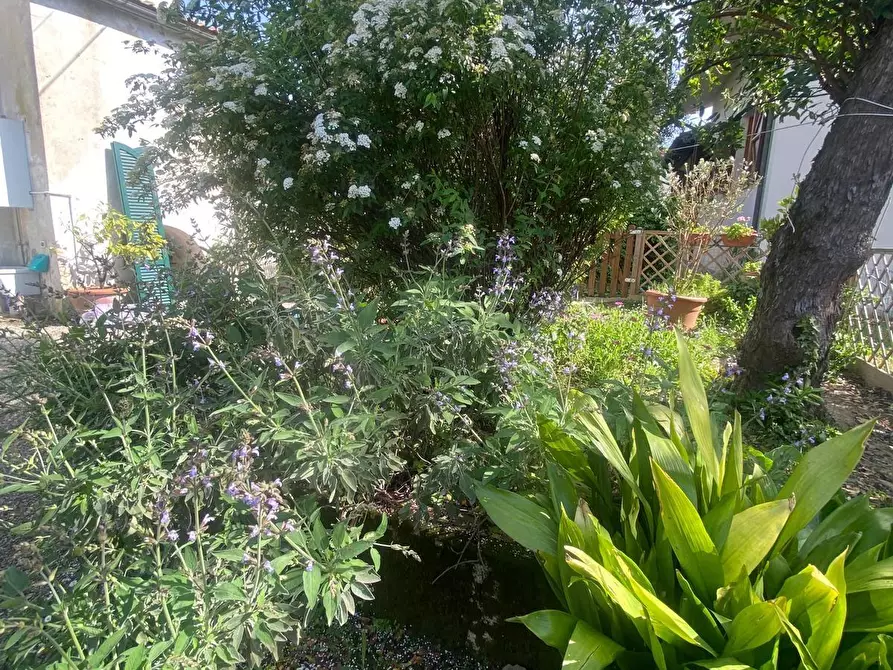 Immagine 29 di Villa in vendita  a Fauglia