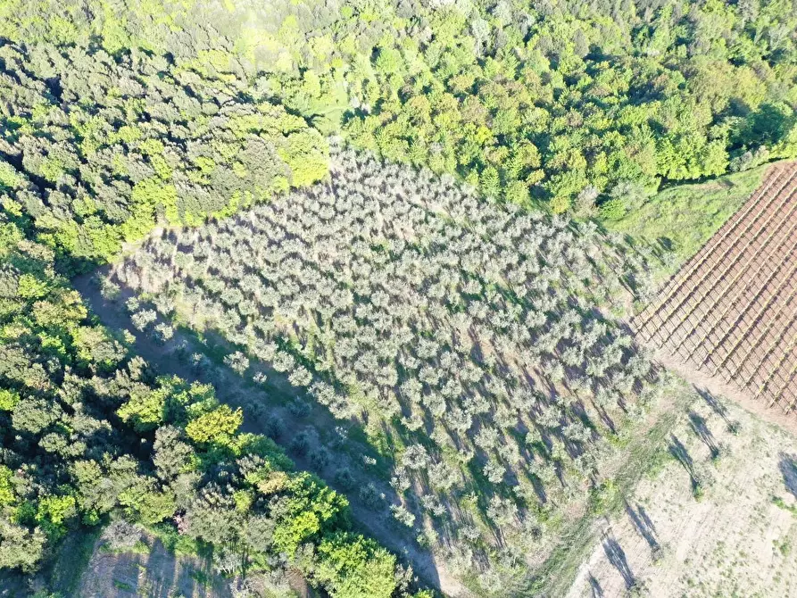Immagine 5 di Azienda agricola in vendita  a Volterra