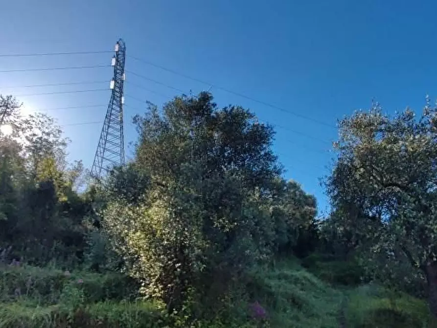 Immagine 2 di Terreno agricolo in vendita  a Massa
