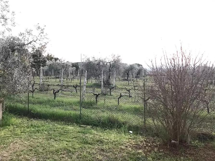 Immagine 8 di Casa colonica in vendita  a Roccastrada