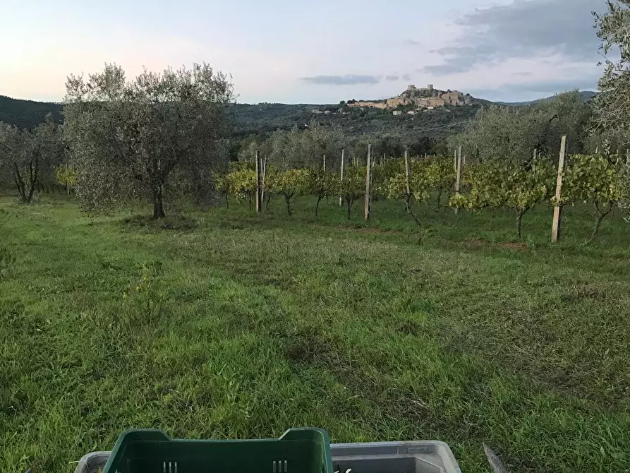 Immagine 6 di Casa colonica in vendita  a Roccastrada