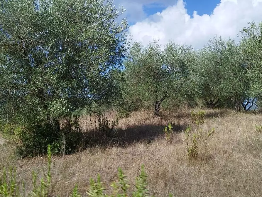 Immagine 10 di Casa indipendente in vendita  a Cinigiano