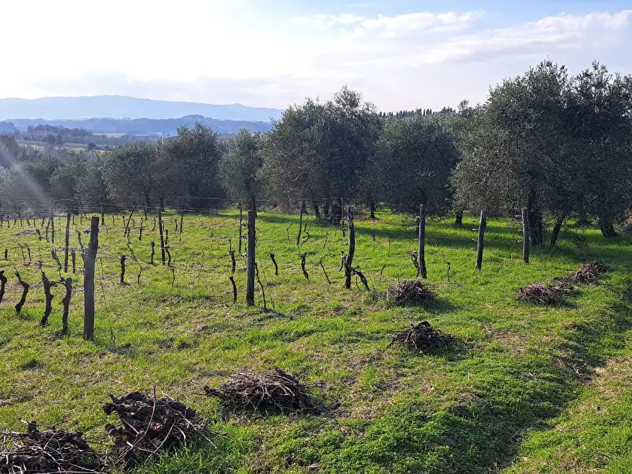 Immagine 37 di Casa indipendente in vendita  a Peccioli