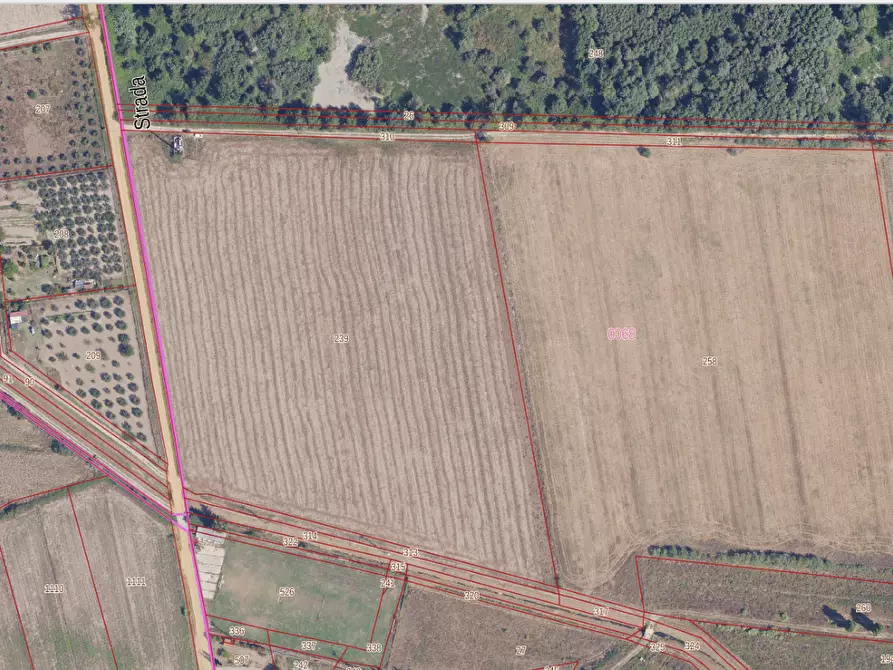 Immagine 4 di Terreno agricolo in vendita  a Grosseto