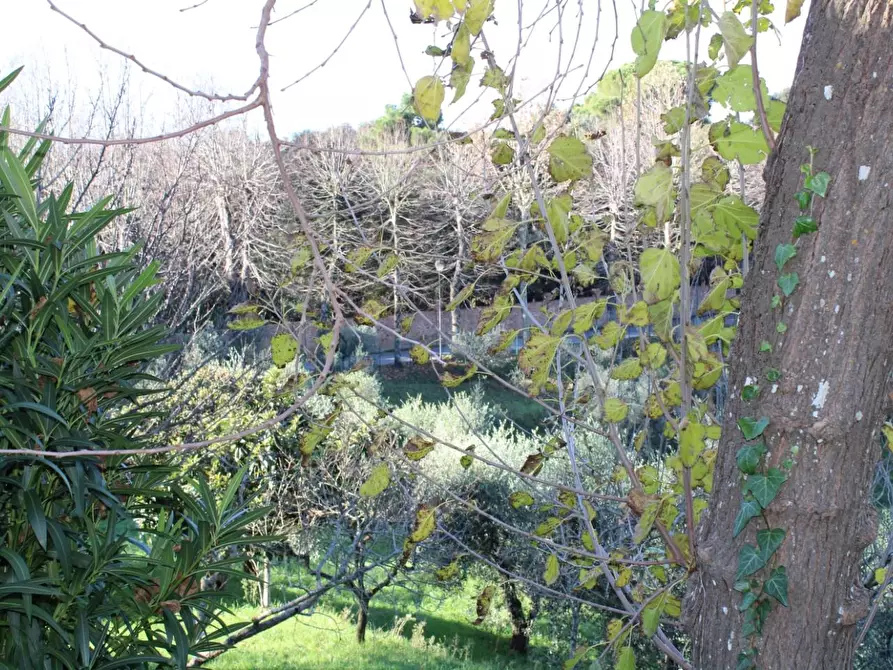 Immagine 47 di Casa colonica in vendita  a Crespina Lorenzana