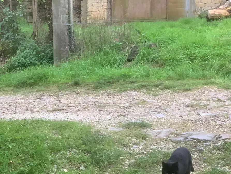 Immagine 4 di Casa colonica in vendita  a Semproniano