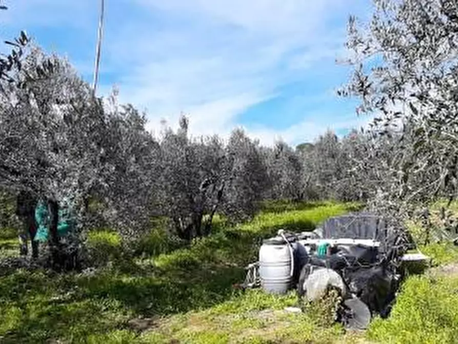 Immagine 2 di Terreno agricolo in vendita  a Vinci