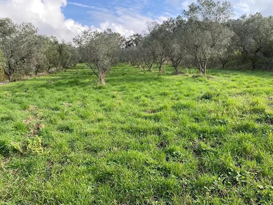 Immagine 3 di Terreno agricolo in vendita  a Livorno