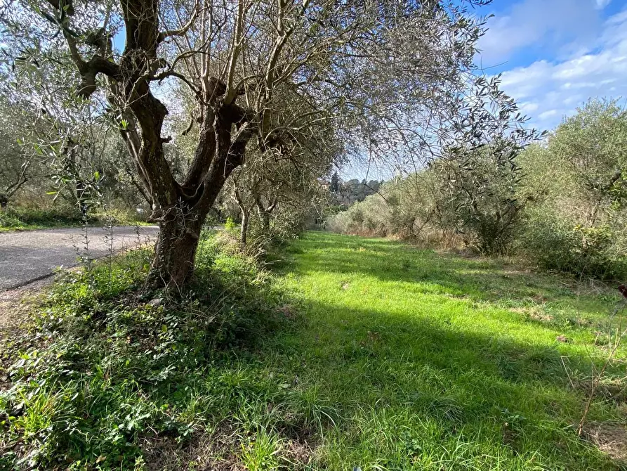 Immagine 8 di Terreno agricolo in vendita  a Livorno