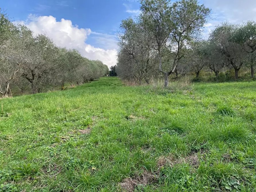 Immagine 2 di Terreno agricolo in vendita  a Livorno