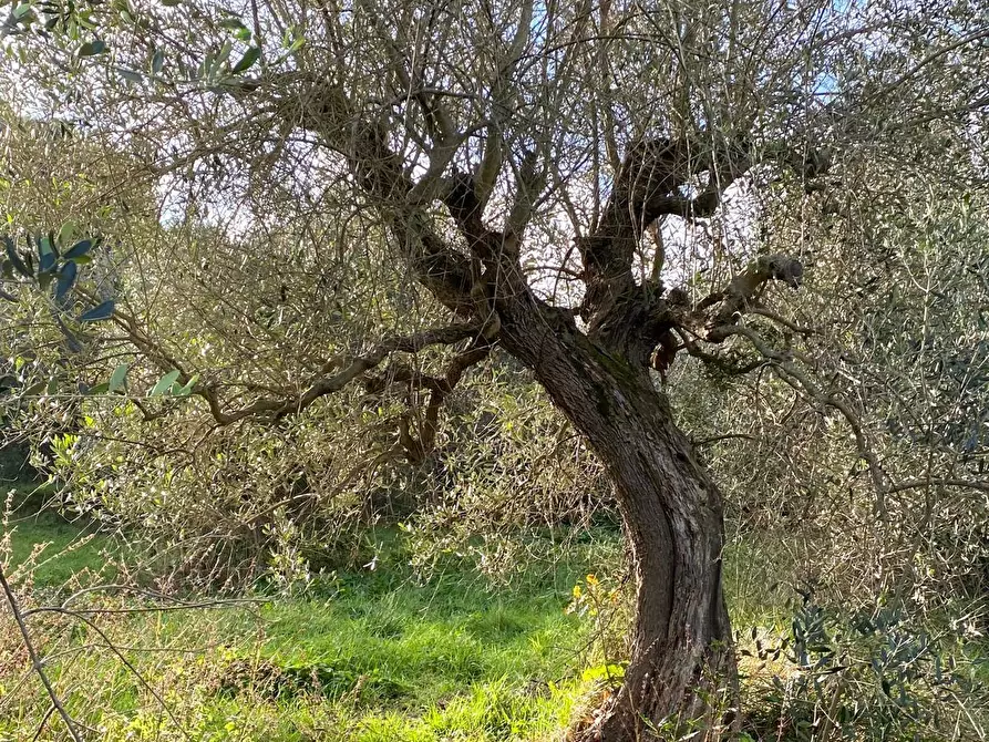 Immagine 7 di Terreno agricolo in vendita  a Livorno