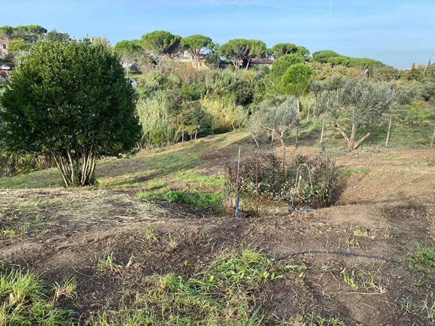 Immagine 5 di Terreno agricolo in vendita  a Livorno