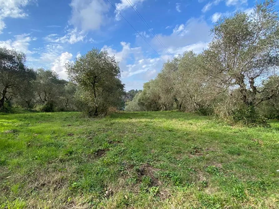 Immagine 11 di Terreno agricolo in vendita  a Livorno