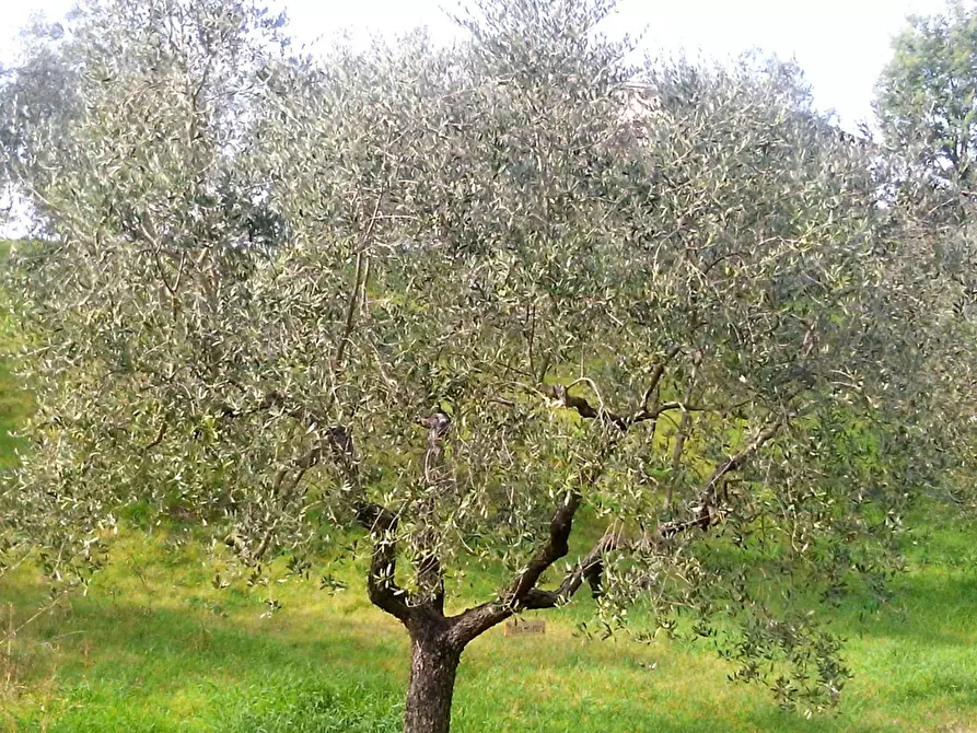 Immagine 1 di Terreno agricolo in vendita  a Rosignano Marittimo