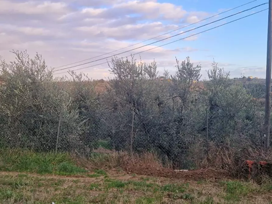 Immagine 2 di Terreno residenziale in vendita  a Casciana Terme Lari