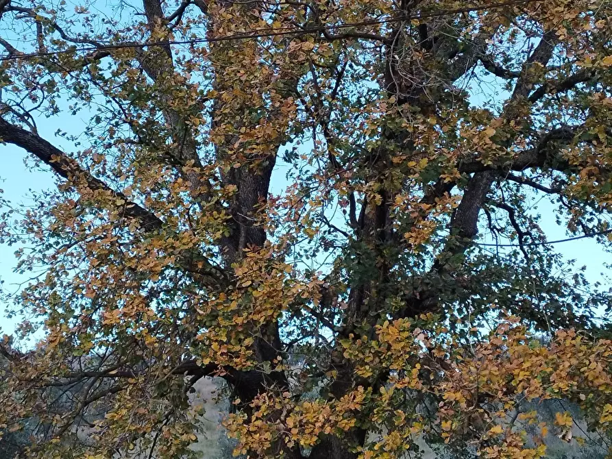 Immagine 15 di Terreno agricolo in vendita  a Roccastrada