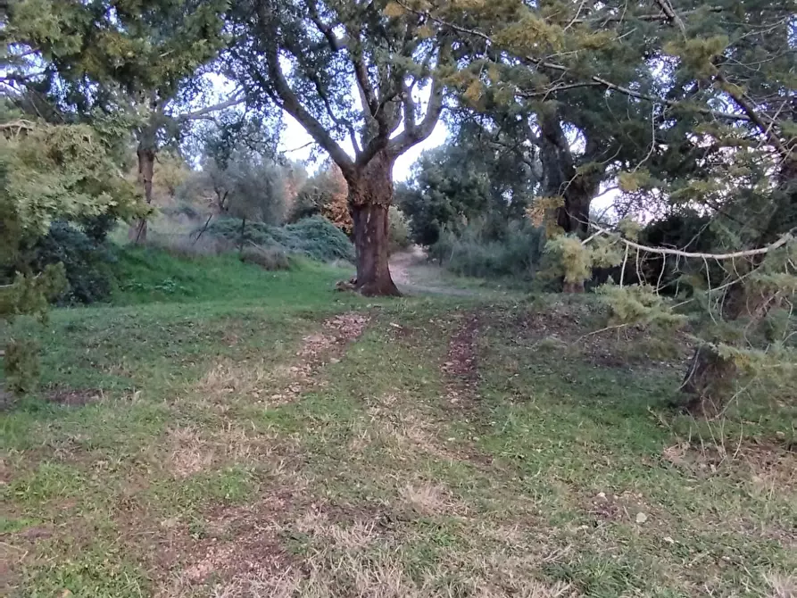 Immagine 11 di Terreno agricolo in vendita  a Roccastrada