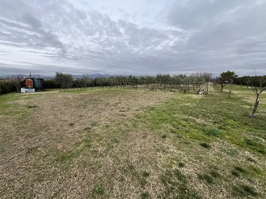 Immagine 17 di Terreno agricolo in vendita  a Bibbona