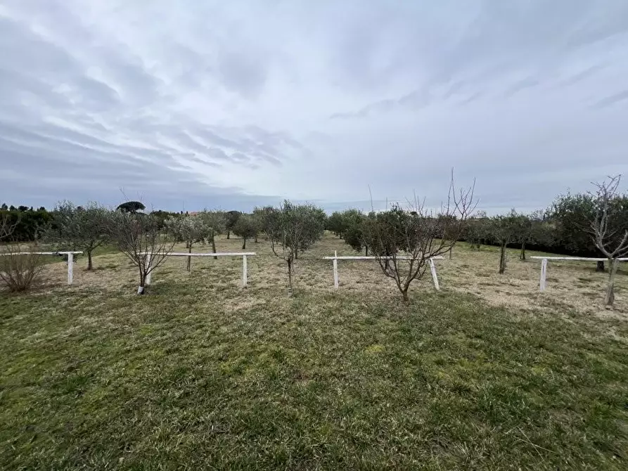 Immagine 13 di Terreno agricolo in vendita  a Bibbona