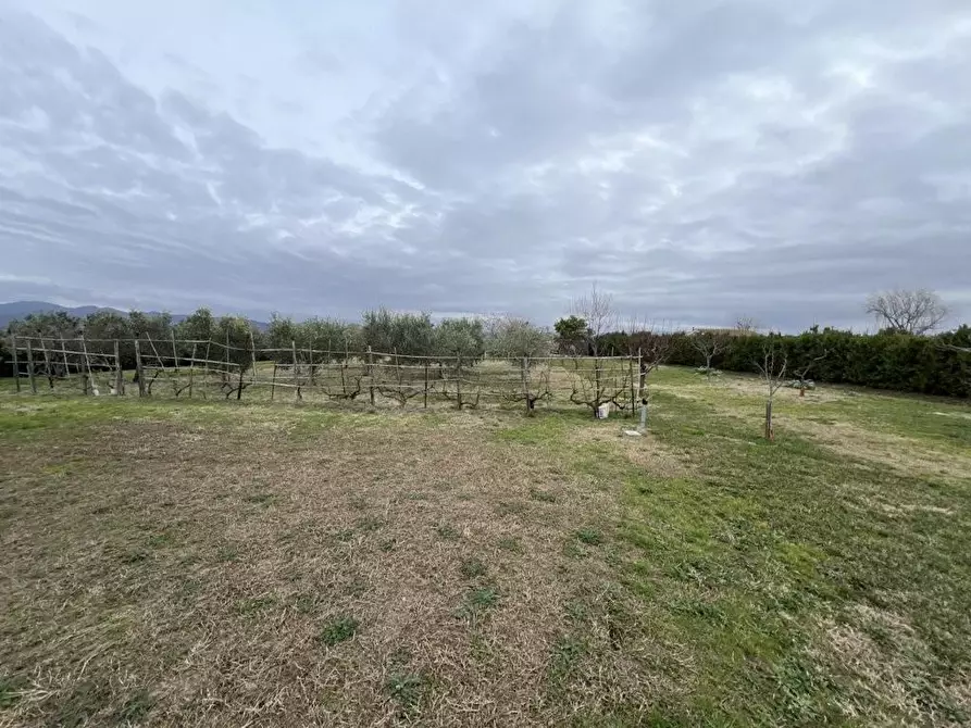 Immagine 20 di Terreno agricolo in vendita  a Bibbona
