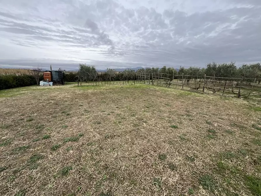 Immagine 19 di Terreno agricolo in vendita  a Bibbona