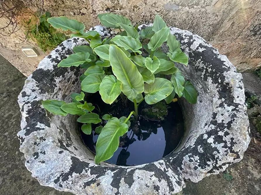 Immagine 9 di Villa in vendita  a Castrignano Del Capo