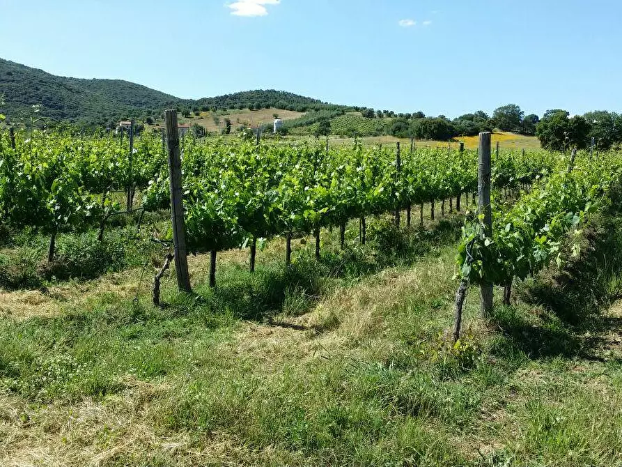 Immagine 19 di Agriturismo in vendita  a Grosseto