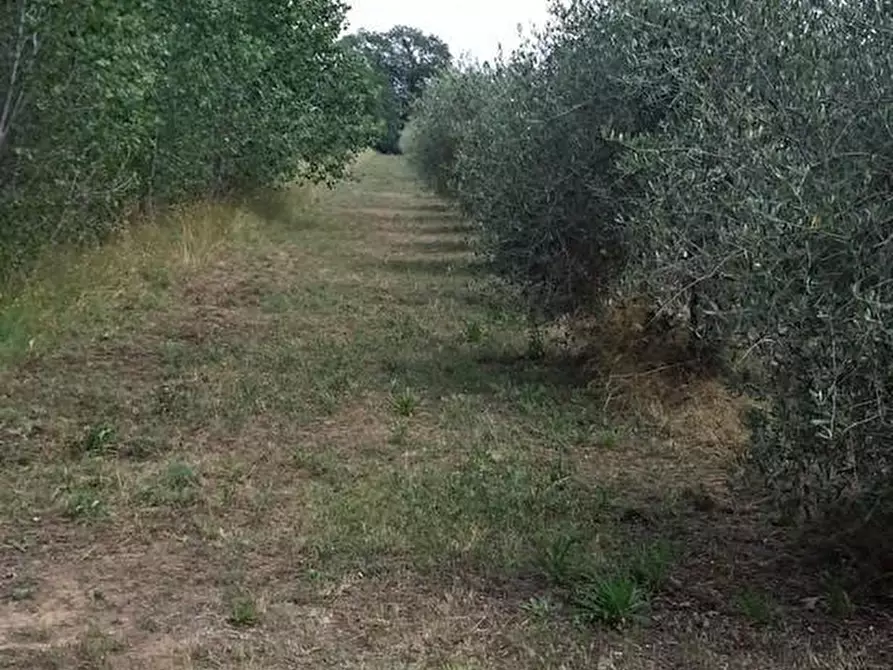 Immagine 18 di Agriturismo in vendita  a Grosseto