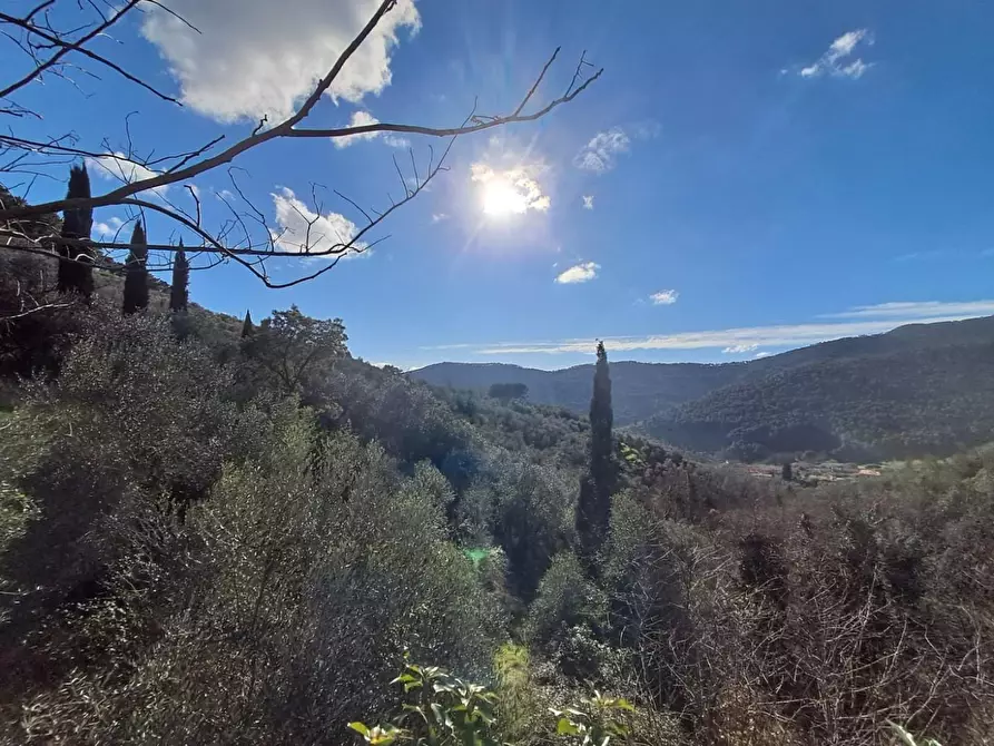 Immagine 27 di Rustico / casale in vendita  a Buti