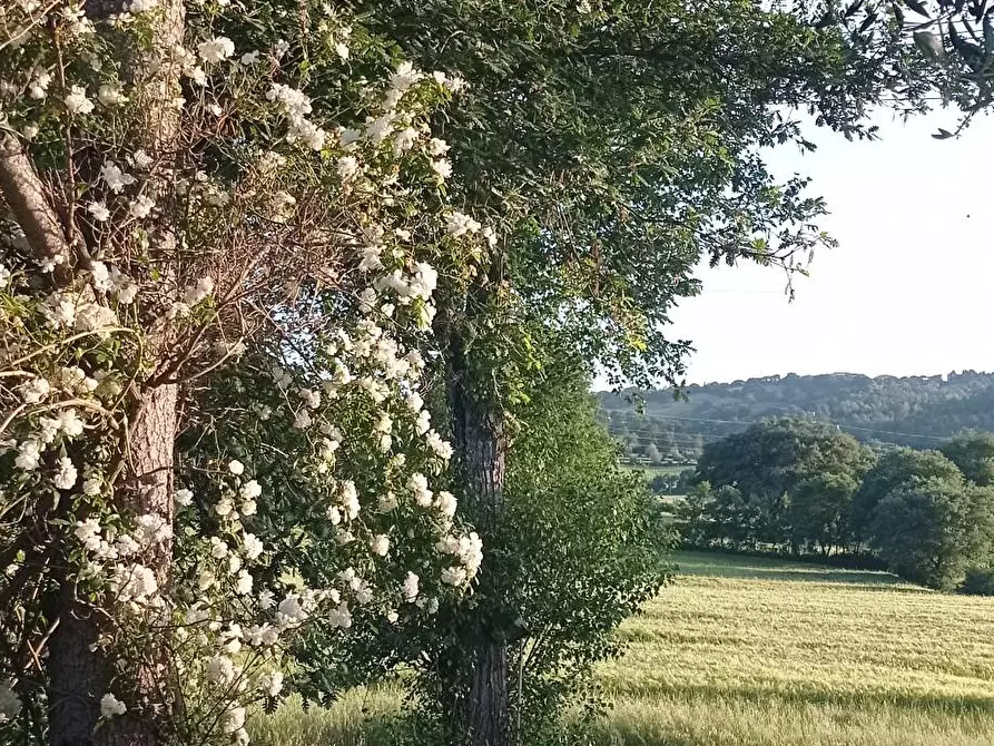 Immagine 21 di Rustico / casale in vendita  a Manciano