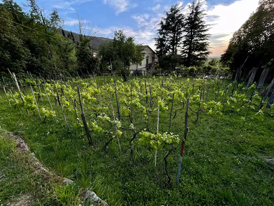 Immagine 4 di Villa in vendita  a Calci