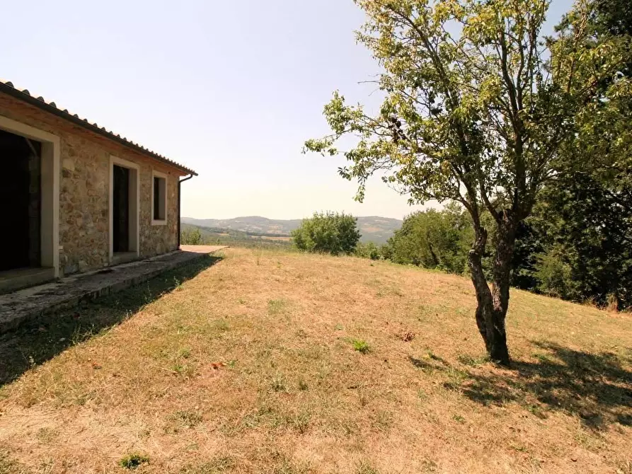 Immagine 4 di Terreno agricolo in vendita  a Scansano