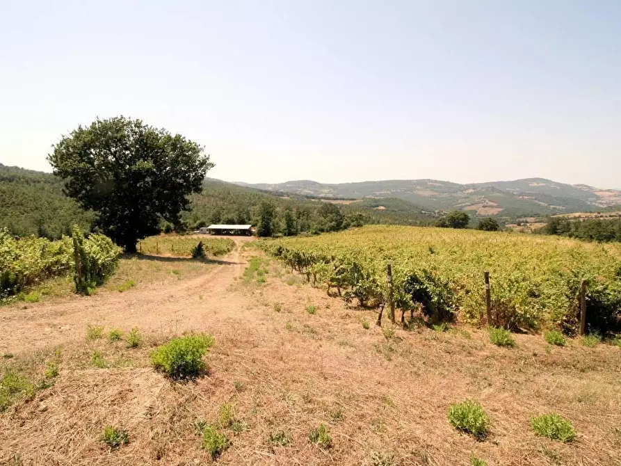 Immagine 3 di Terreno agricolo in vendita  a Scansano